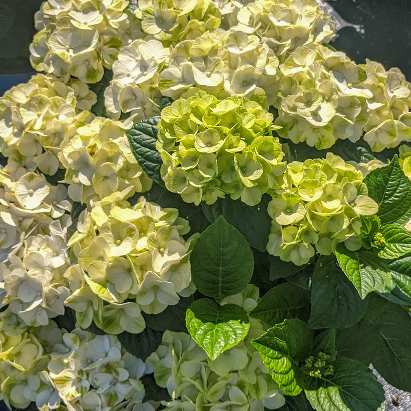 Hydrangea - Grin and Tonic