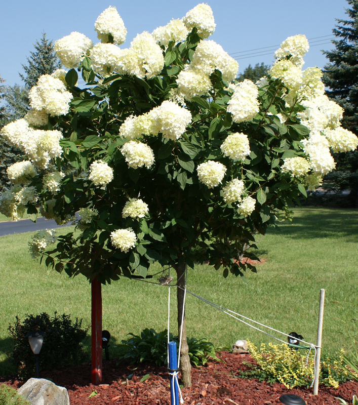 Hydrangea - Limelight Tree