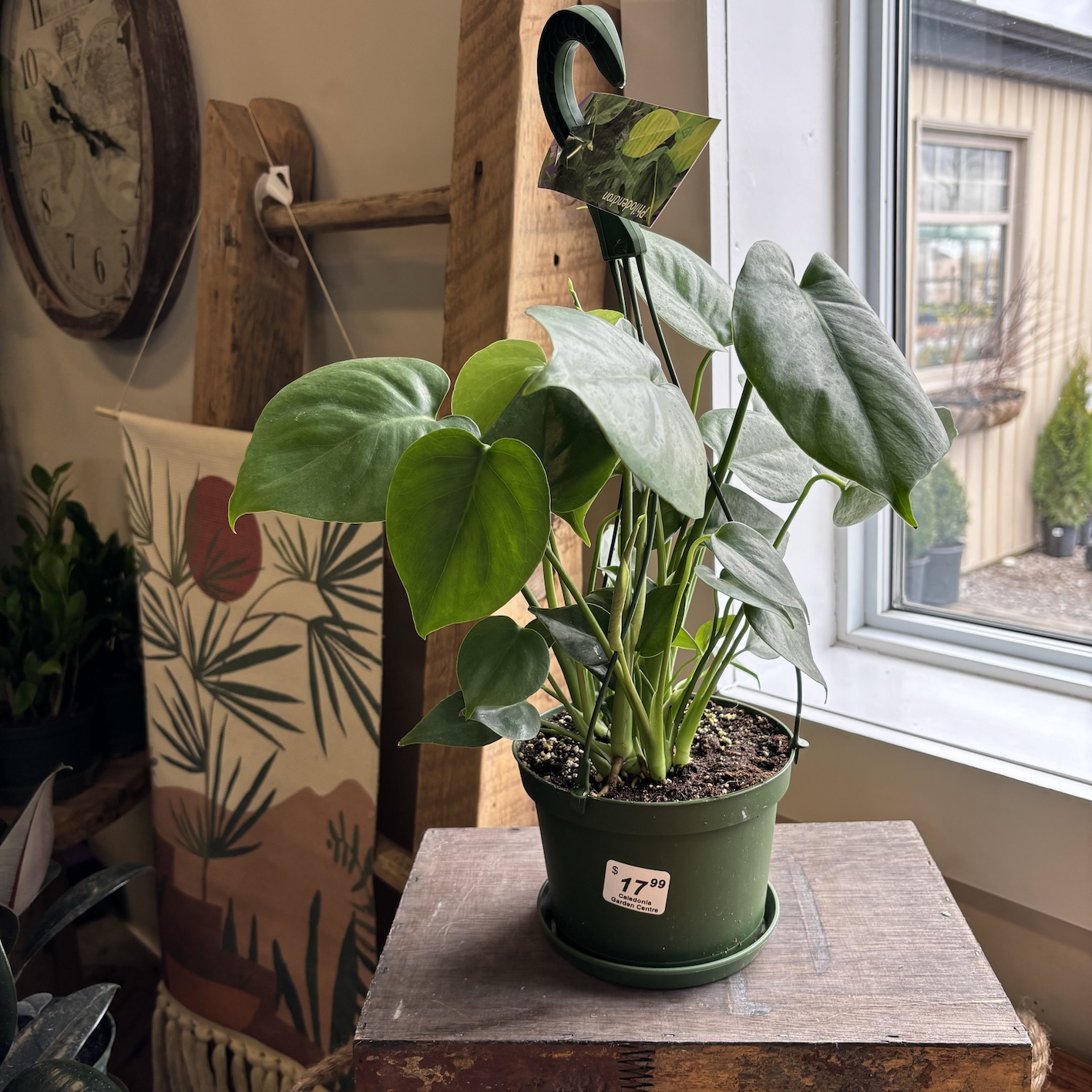 6" Philodendron - Hanging Basket