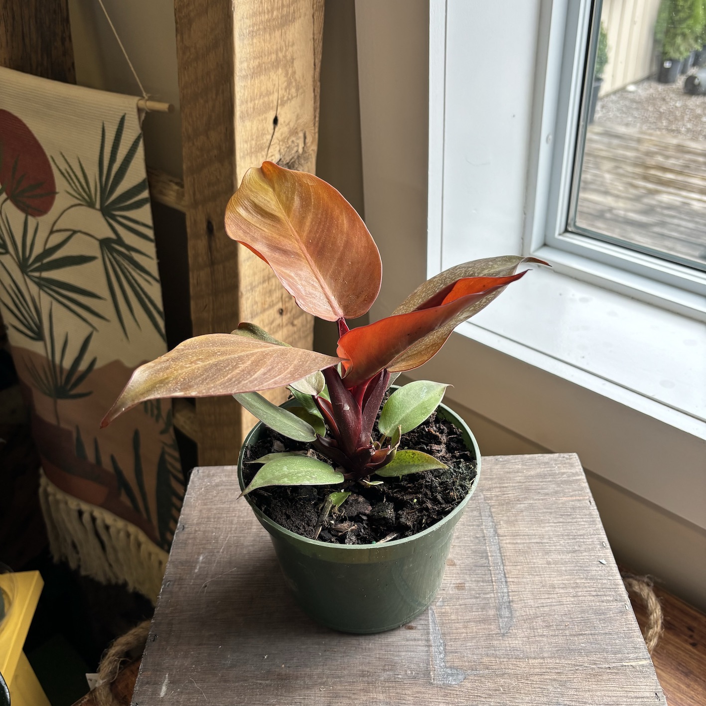 6" Prince of Orange - Philodendron